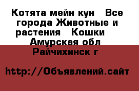 Котята мейн кун - Все города Животные и растения » Кошки   . Амурская обл.,Райчихинск г.